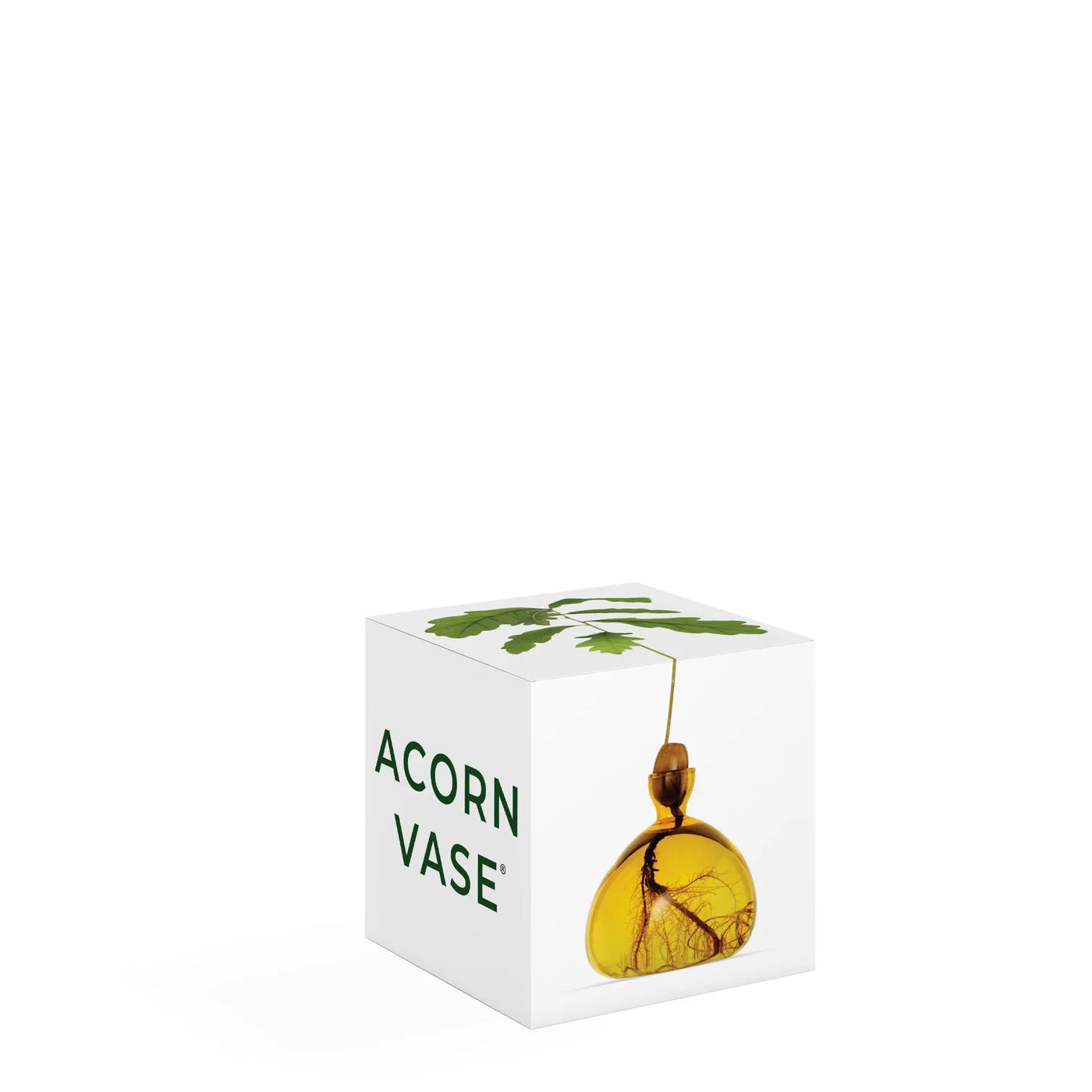 Acorn - Mellow Yellow