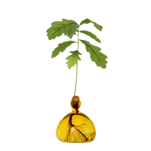 Acorn - Mellow Yellow