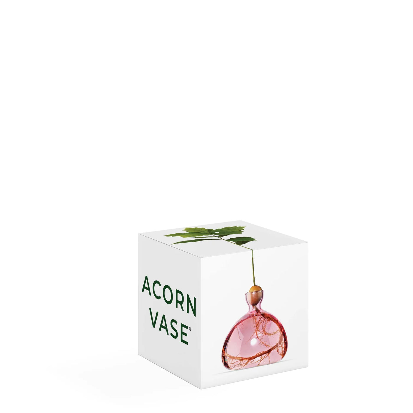 Acorn - Rose Pink