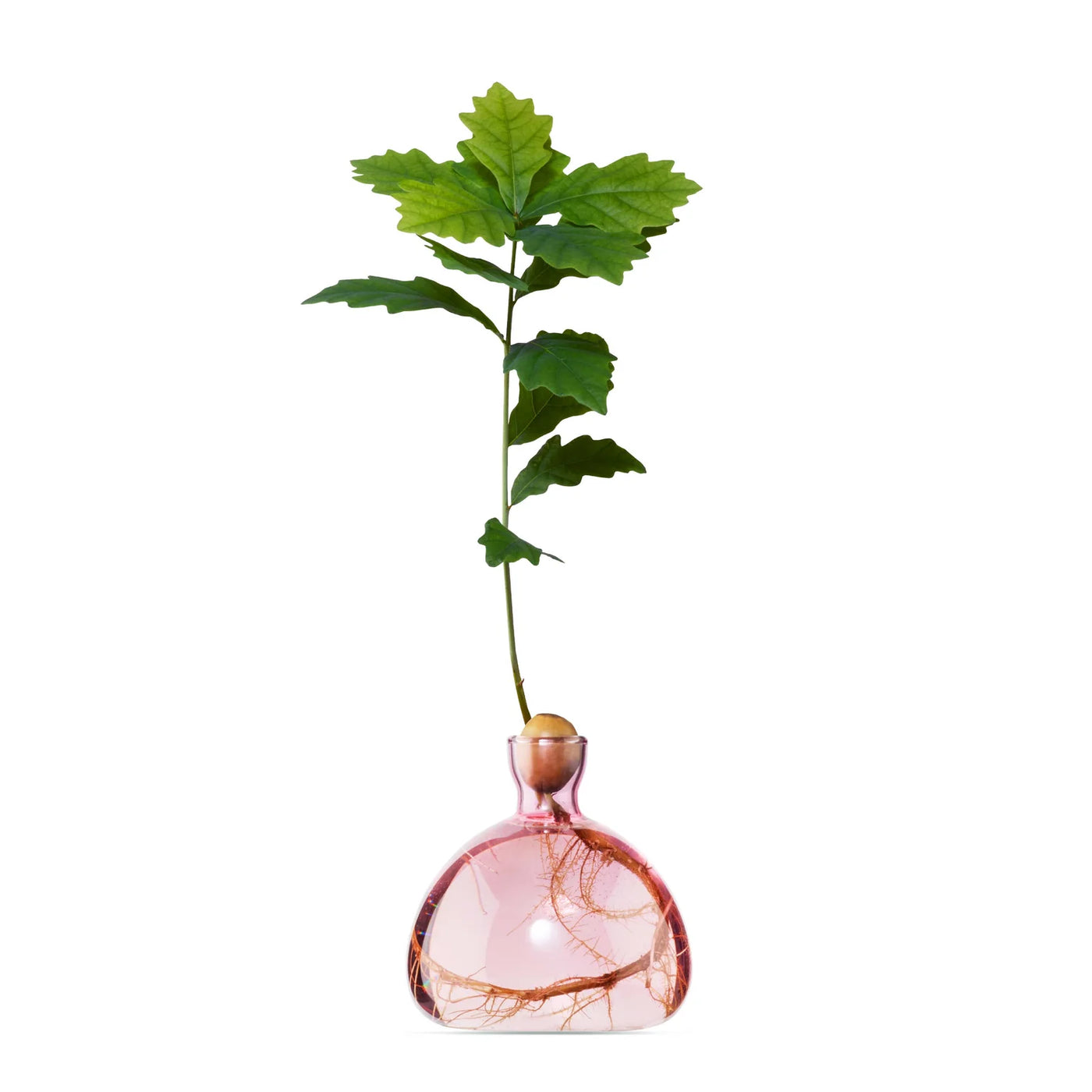 Acorn - Rose Pink