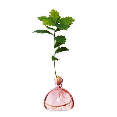 Acorn - Rose Pink