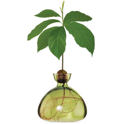 Avocado - Grass Green