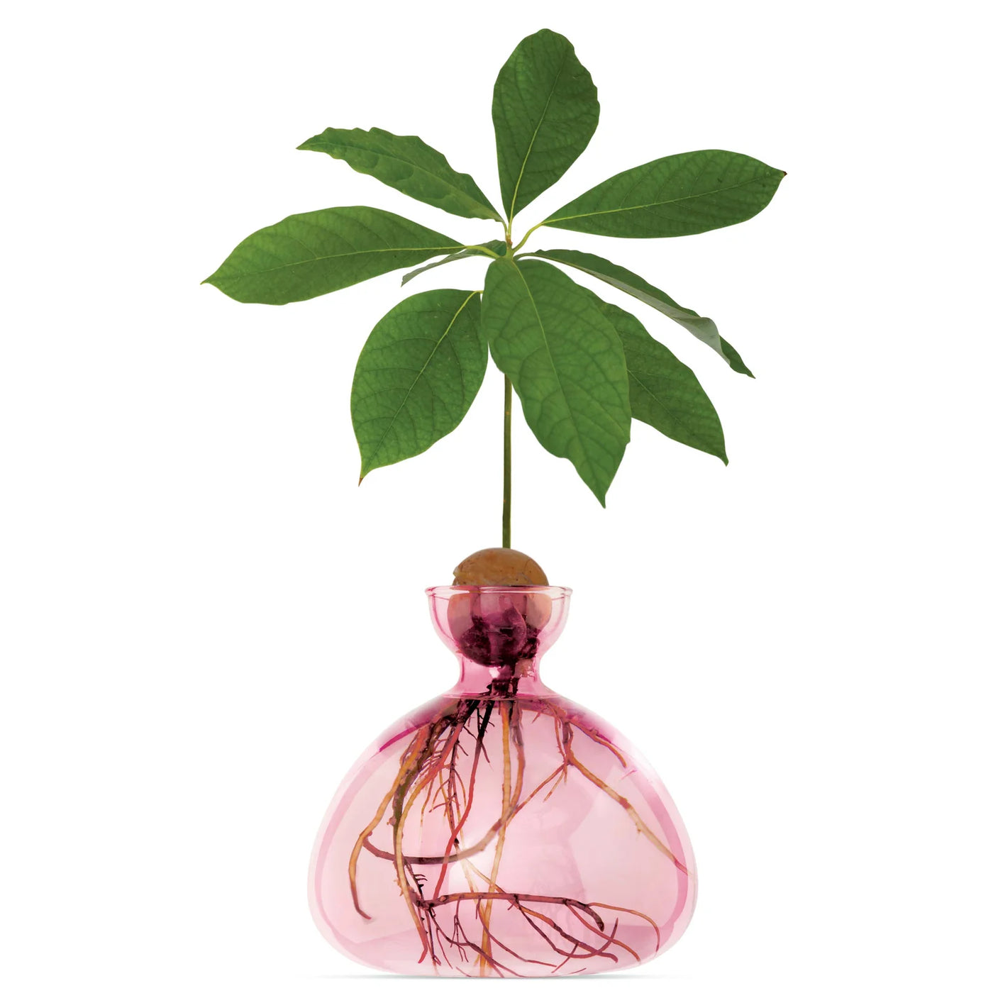 Avocado - Rose Pink
